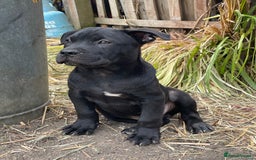 Mixed Breed dogs for sale: chow x staffy - Image 11