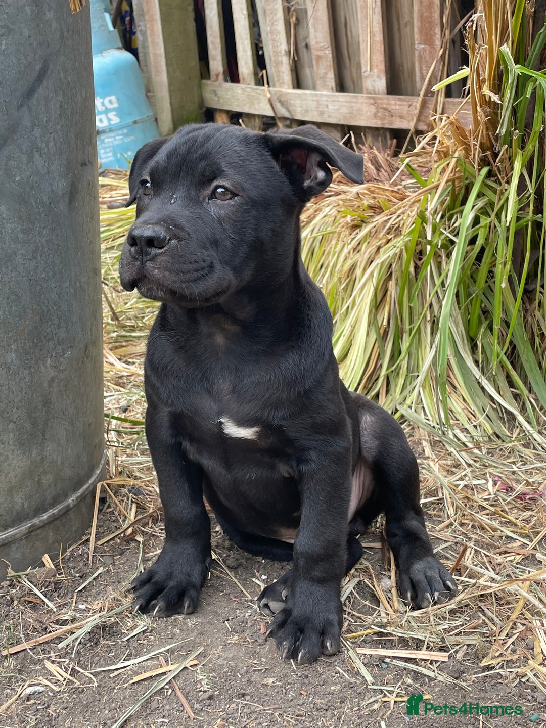 Mixed Breed dogs for sale: chow x staffy - Image 11