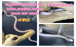 Corn Snake reptiles for sale: Different variations of lavender corn snake babies - Image 1