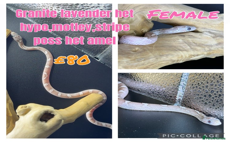 Corn Snake reptiles - Advert 1
