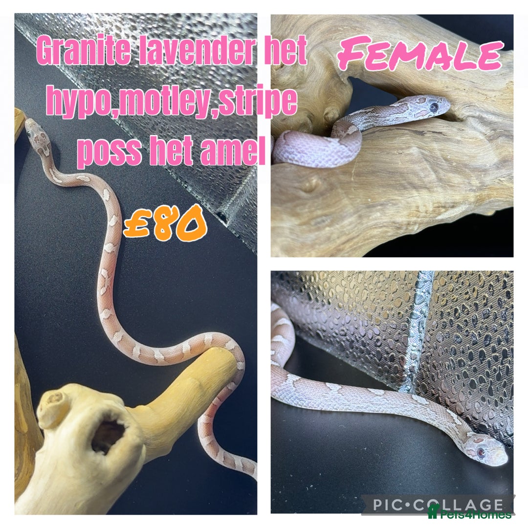 Corn Snake reptiles for sale: Different variations of lavender corn snake babies - Image 1