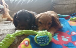 Cocker Spaniel dogs for sale: *Ready now*Stunning working cocker spaniel puppies - Image 6