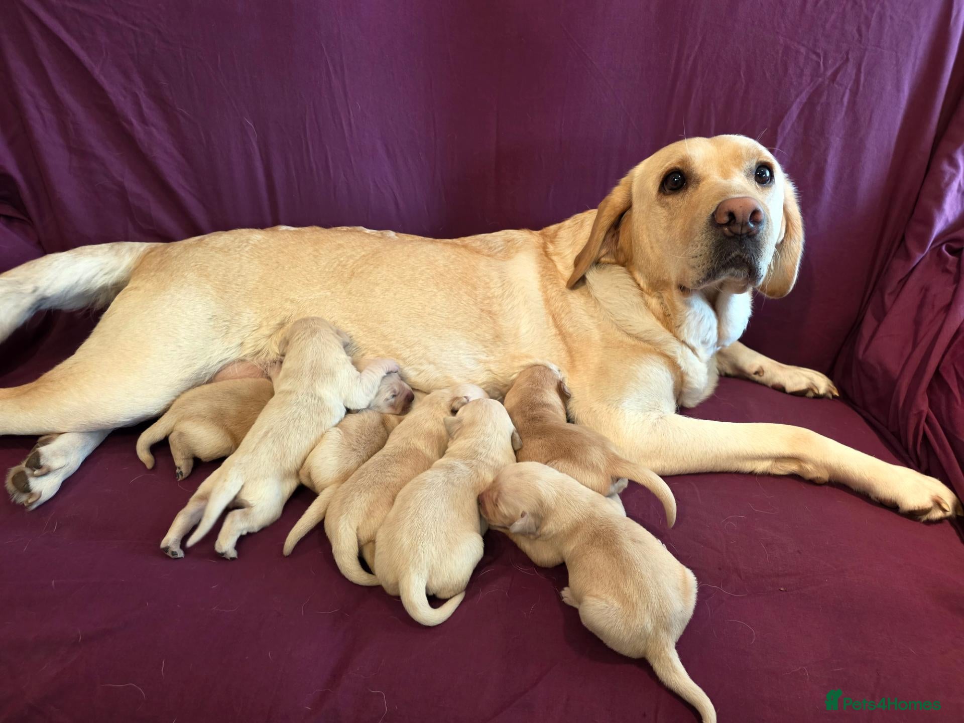 Goldador dogs Gorgeous KC Line Goldador Puppies 🐾  - Advert 2