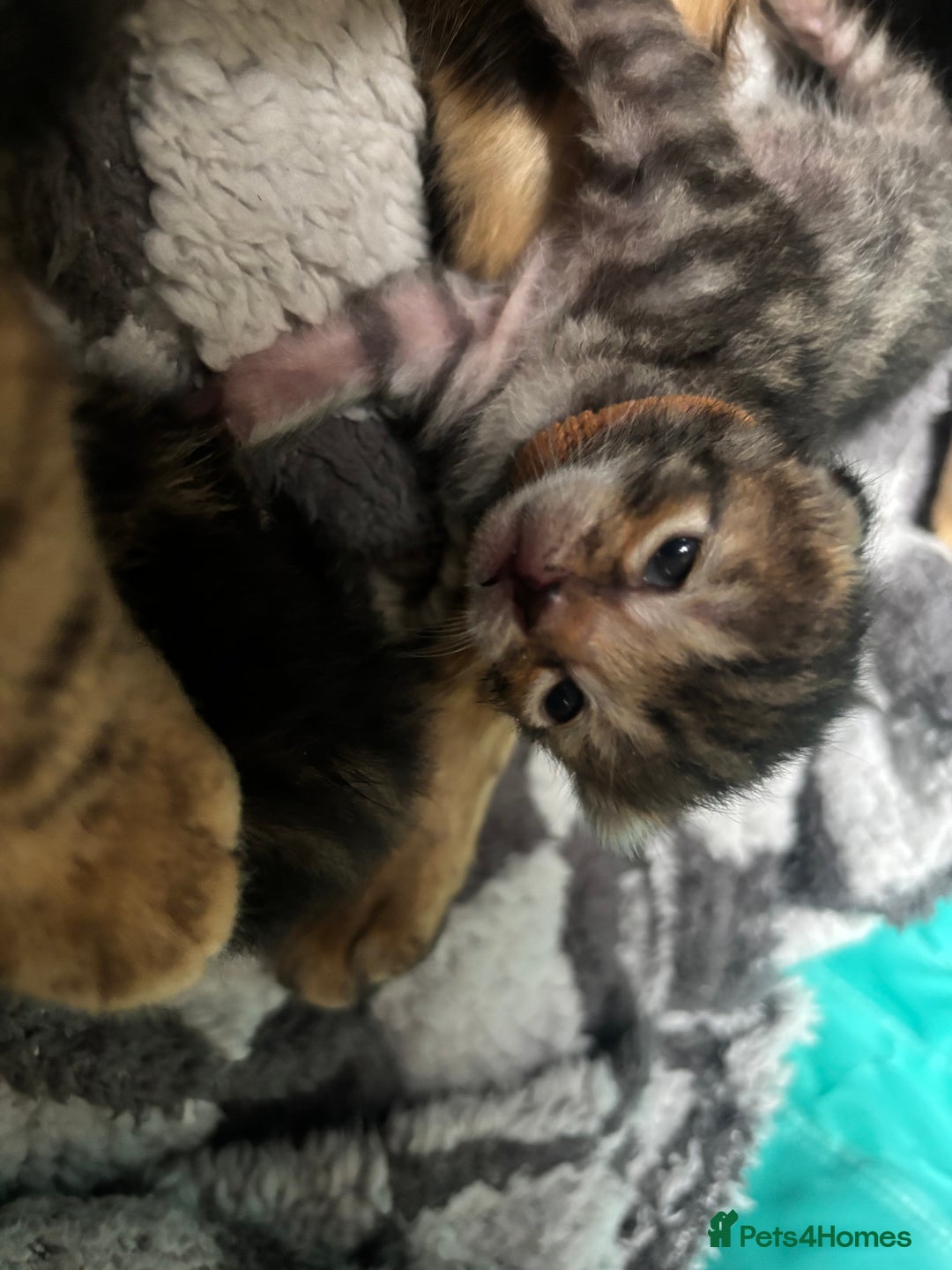 Bengal cats for sale: Half Bengal Kittens - Image 4