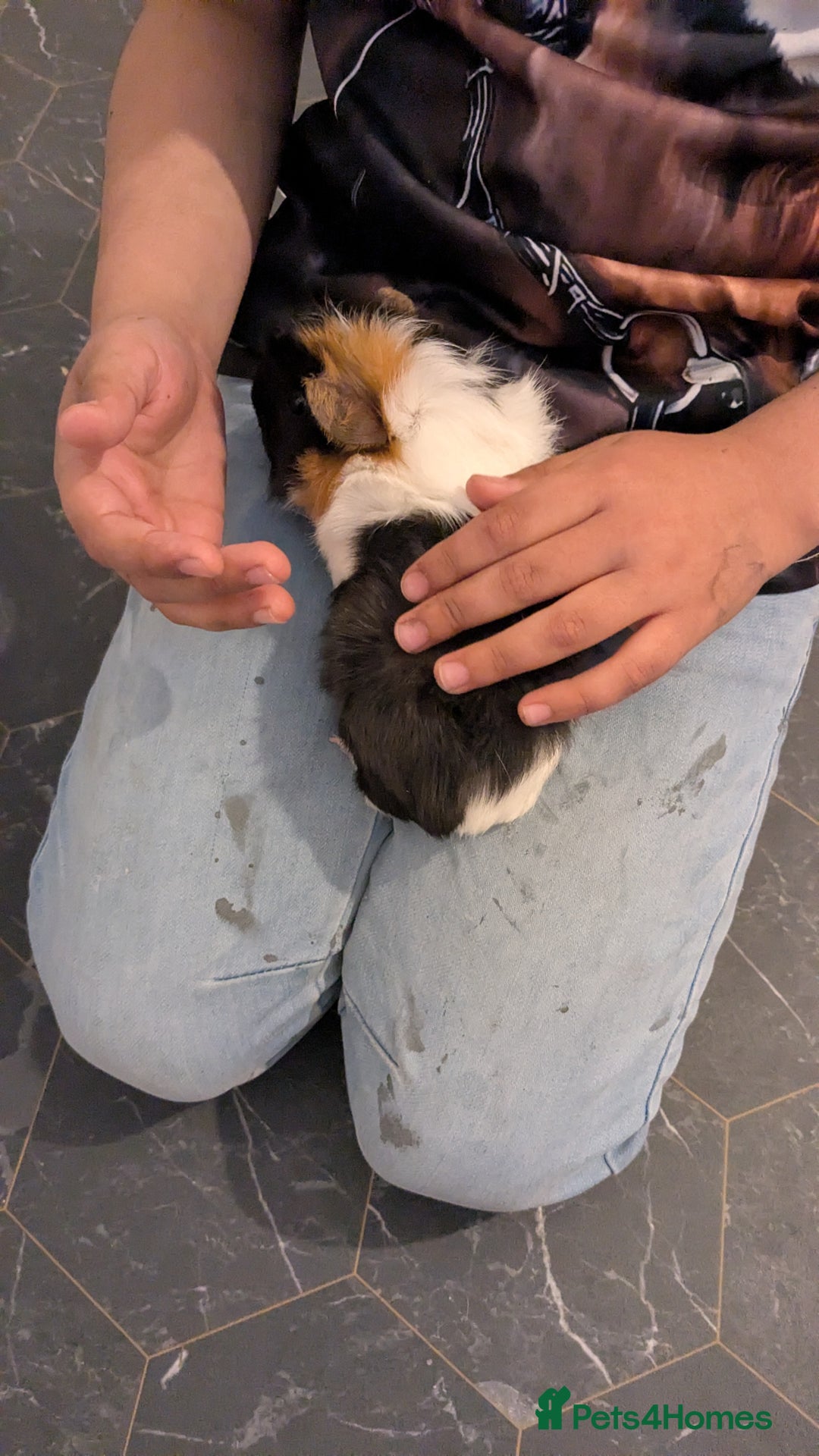 English rabbits for sale: Guinea Pig with Spacious Cage  - Image 3