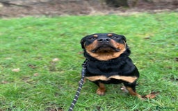 Rottweiler dogs for sale: 2 year old Rottweiler - Advert 10