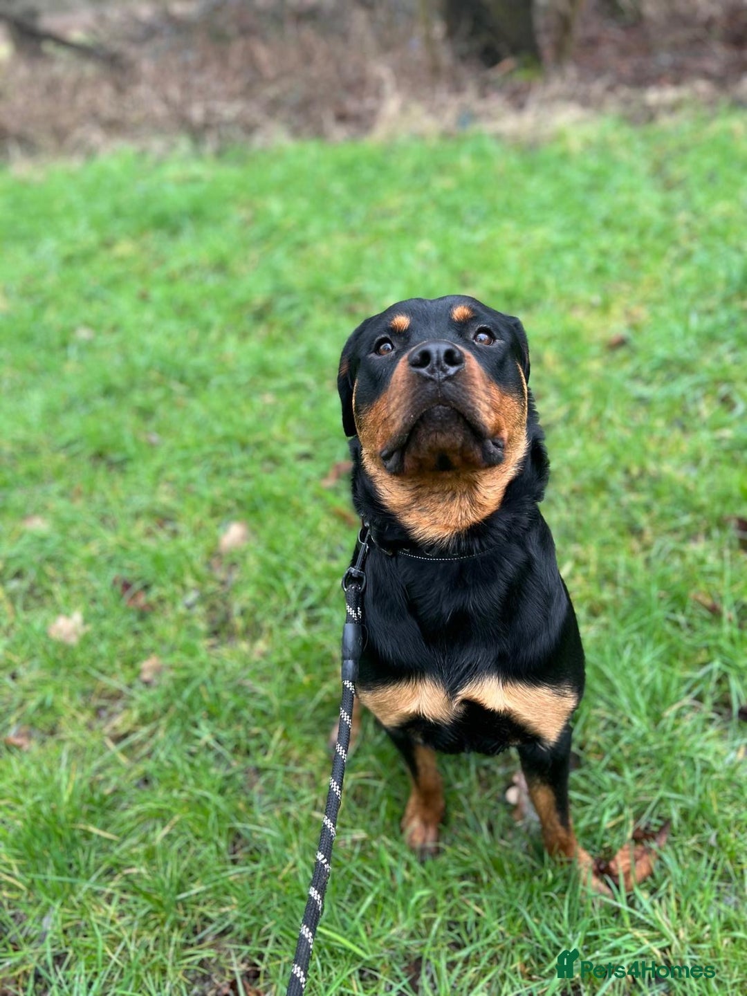 Rottweiler dogs for sale: 2 year old Rottweiler - Advert 10