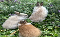 Netherland Dwarf rabbits for sale: SHOW QUALITY PURE BRED NETHERLAND DWARF - Image 8