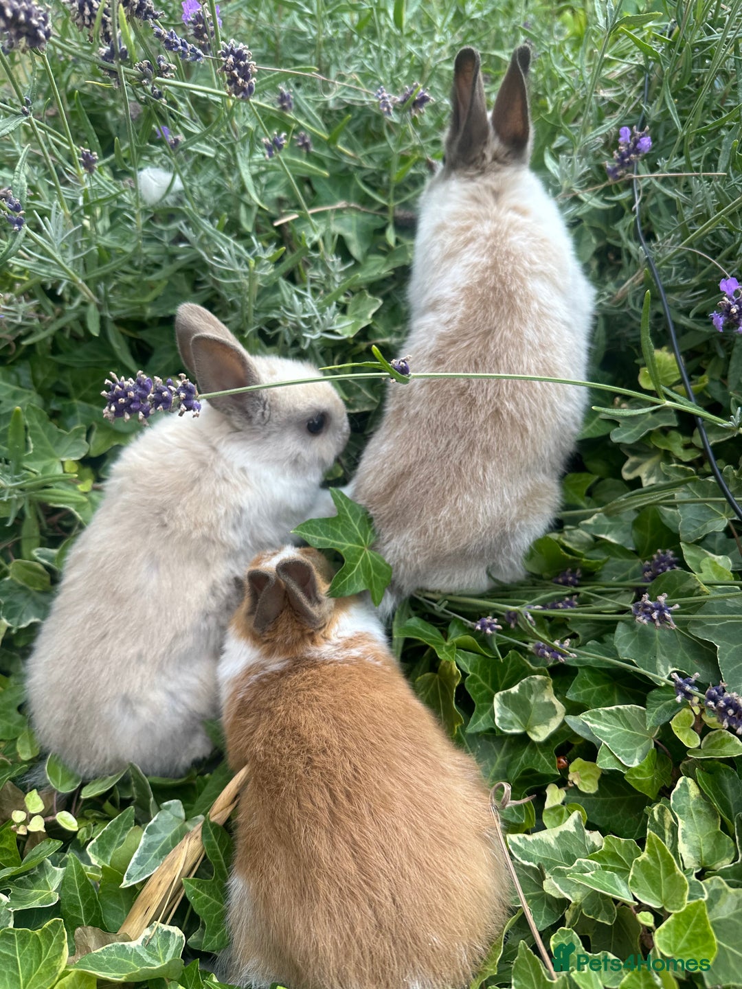 Netherland Dwarf rabbits for sale: SHOW QUALITY PURE BRED NETHERLAND DWARF - Image 8