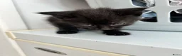 Mixed Breed cats for sale: 3 beautiful Kittens looking for their new home. - Advert 3