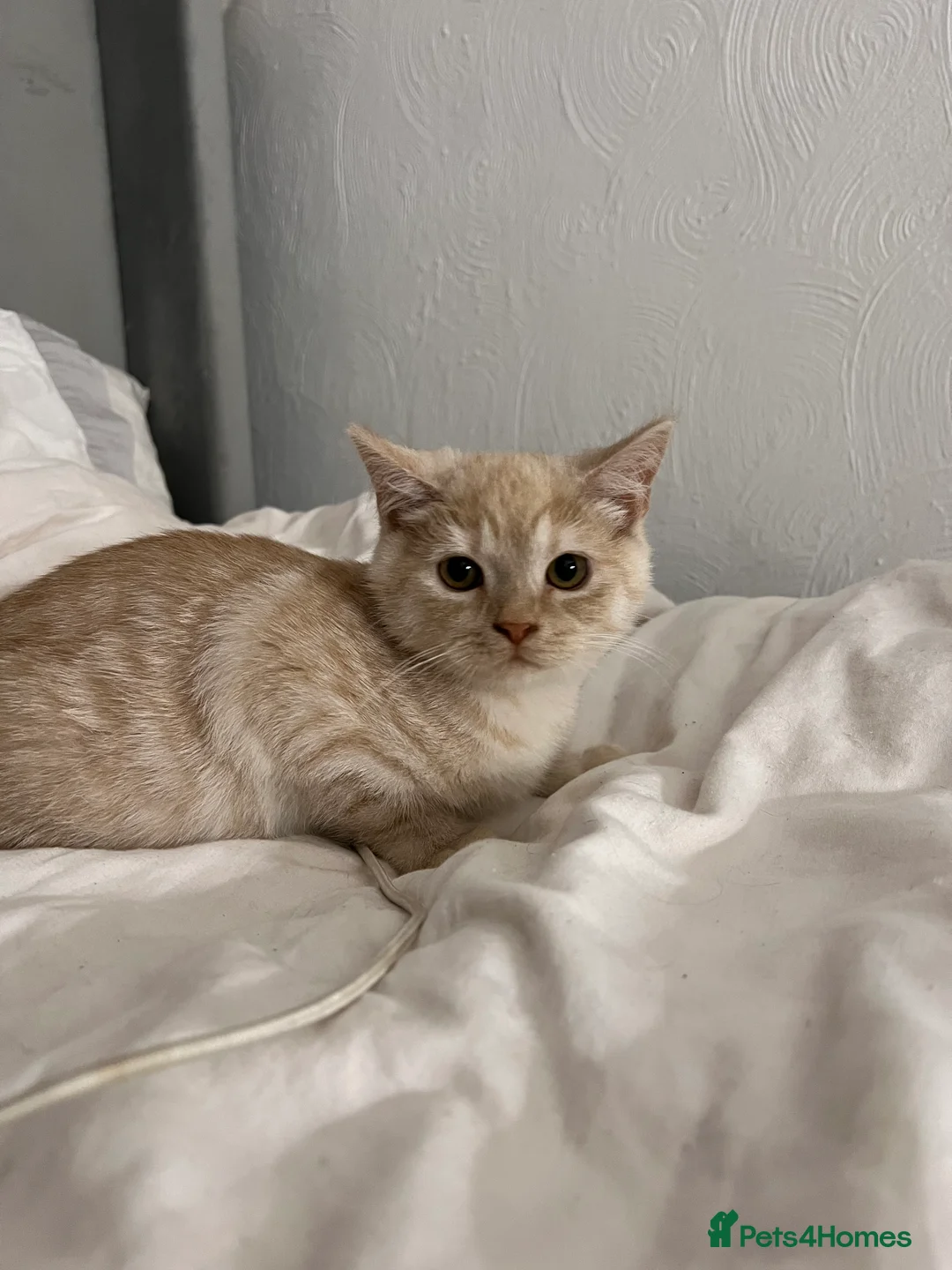 Mixed Breed cats for sale: Beautiful ginger needs a home. - Advert 2