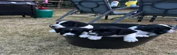 English Springer Spaniel dogs for sale: Working springer spaniel puppies  - Advert 4