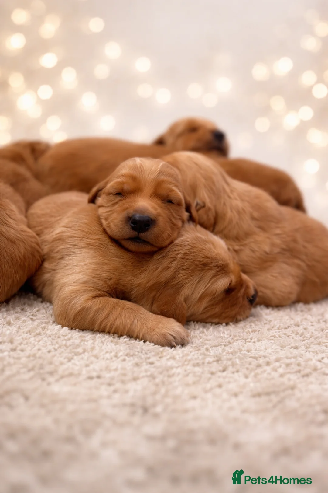 Golden Retriever dogs for sale: Exceptional KC Working golden retriever puppies  - Advert 2