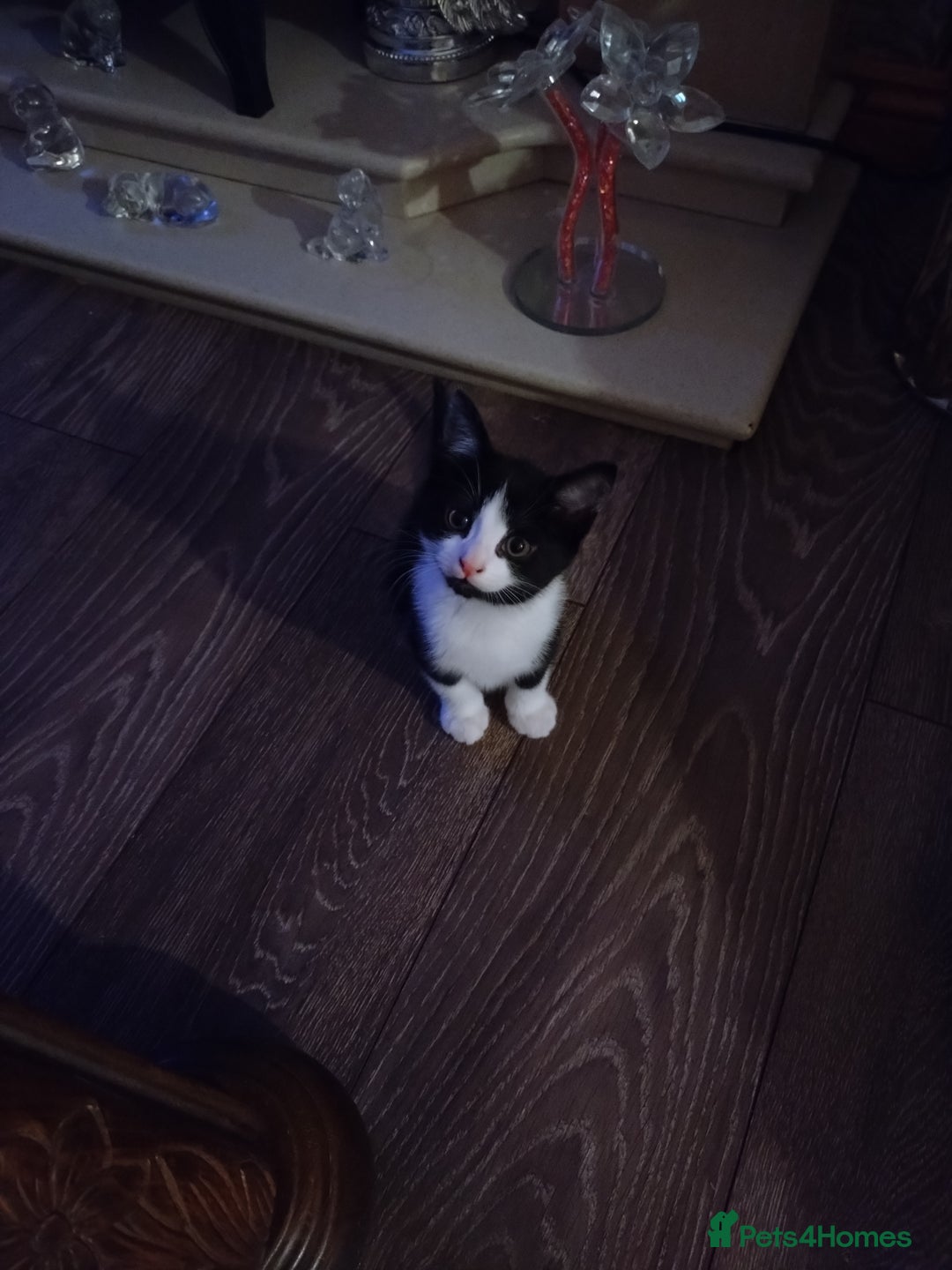 British Shorthair cats for sale: Kittens for sale  - Advert 2