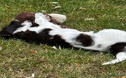 Sproodle dogs for sale: F1 Sproodle 🩷Pippa🩷 5⭐️Licensed Breeder full DNA - Image 16