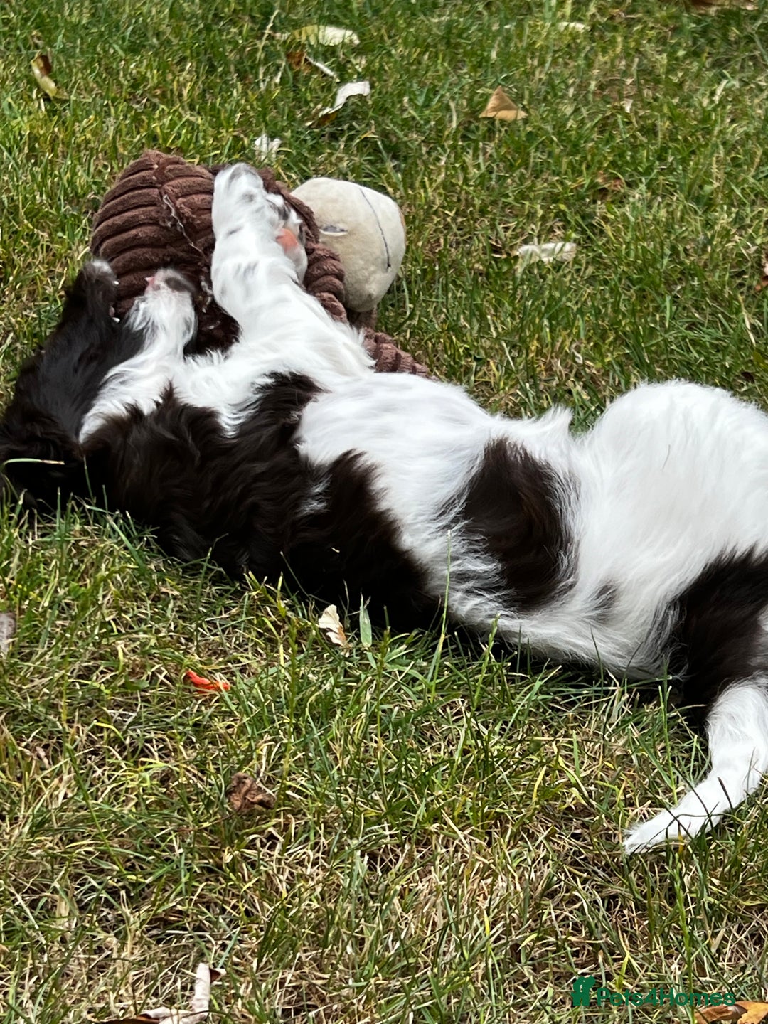 Sproodle dogs for sale: F1 Sproodle 🩷Pippa🩷 5⭐️Licensed Breeder full DNA - Image 16