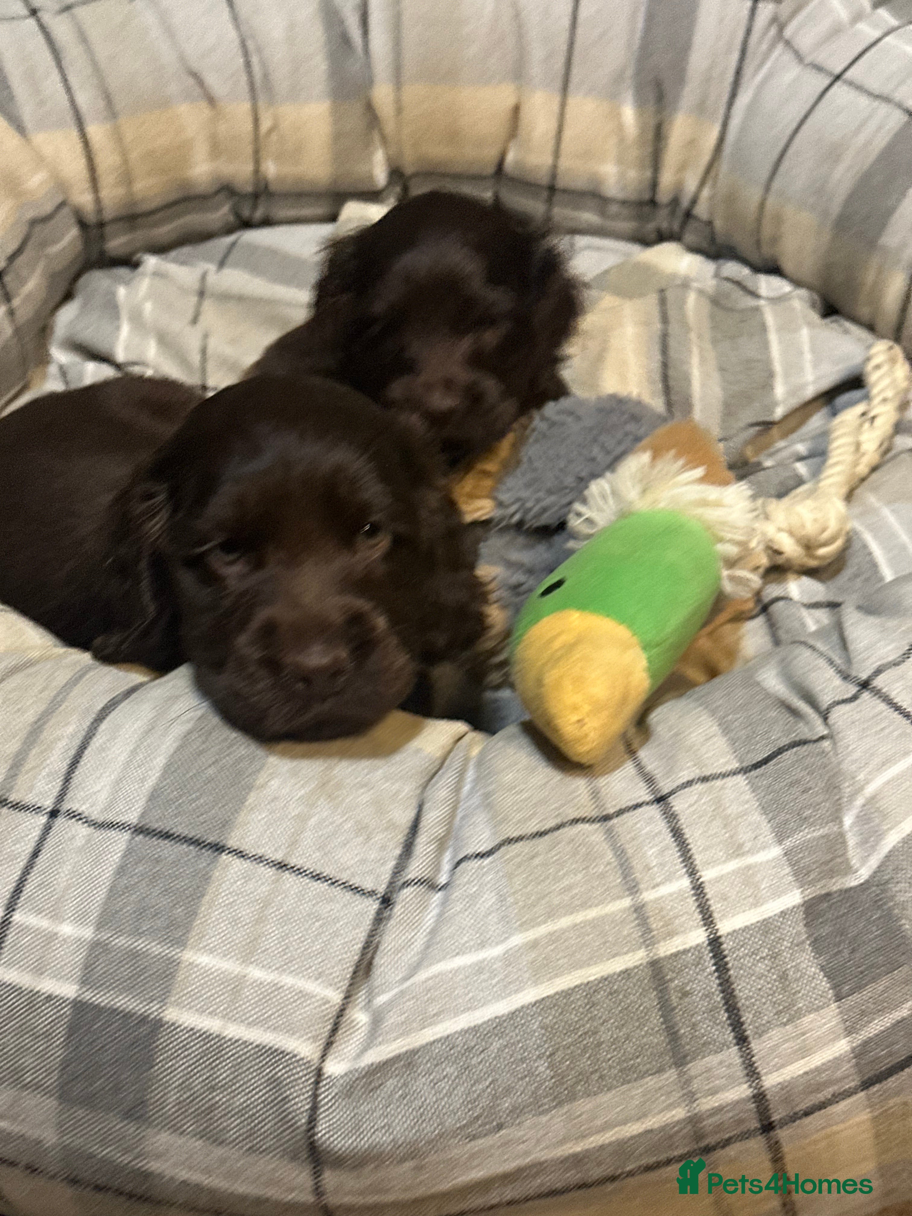 Cocker Spaniel dogs Beautiful show type chocolate girl - Advert 13