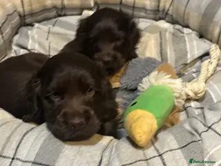 Cocker Spaniel dogs Beautiful show type chocolate girl - Advert 13