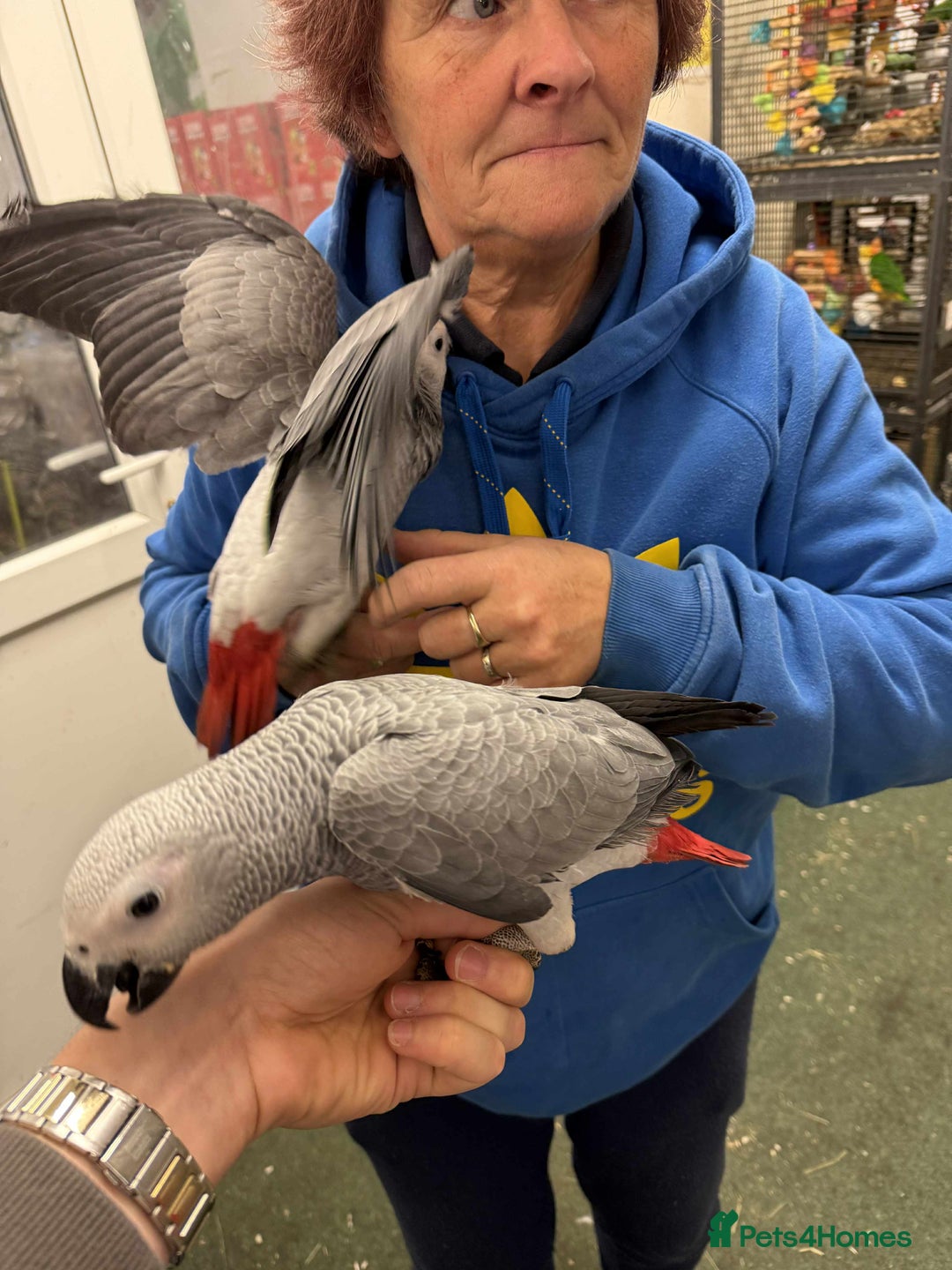 Parrots birds for sale: Silly tame greys - Image 3