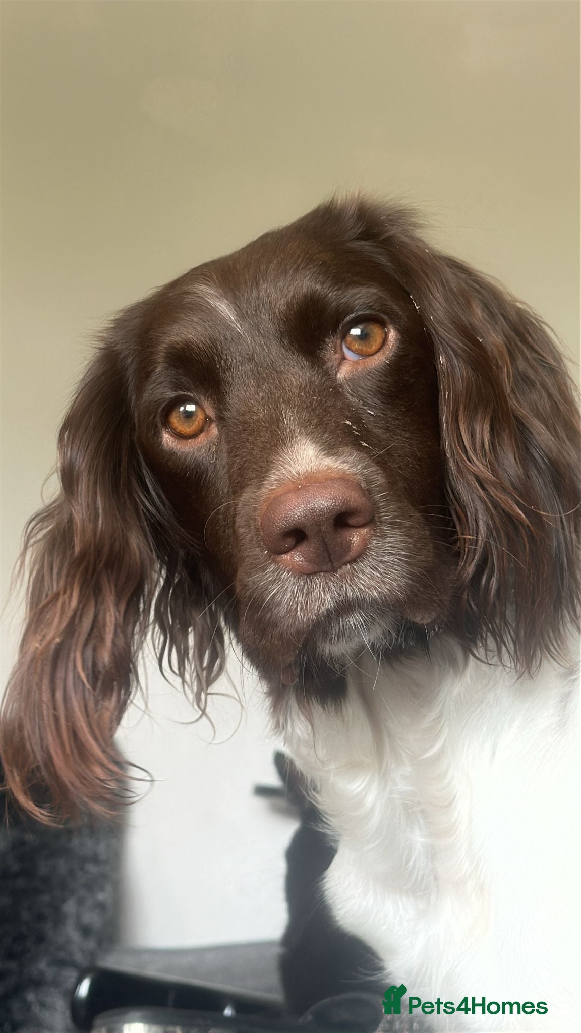 Sprocker dogs Sprockers - Advert 1
