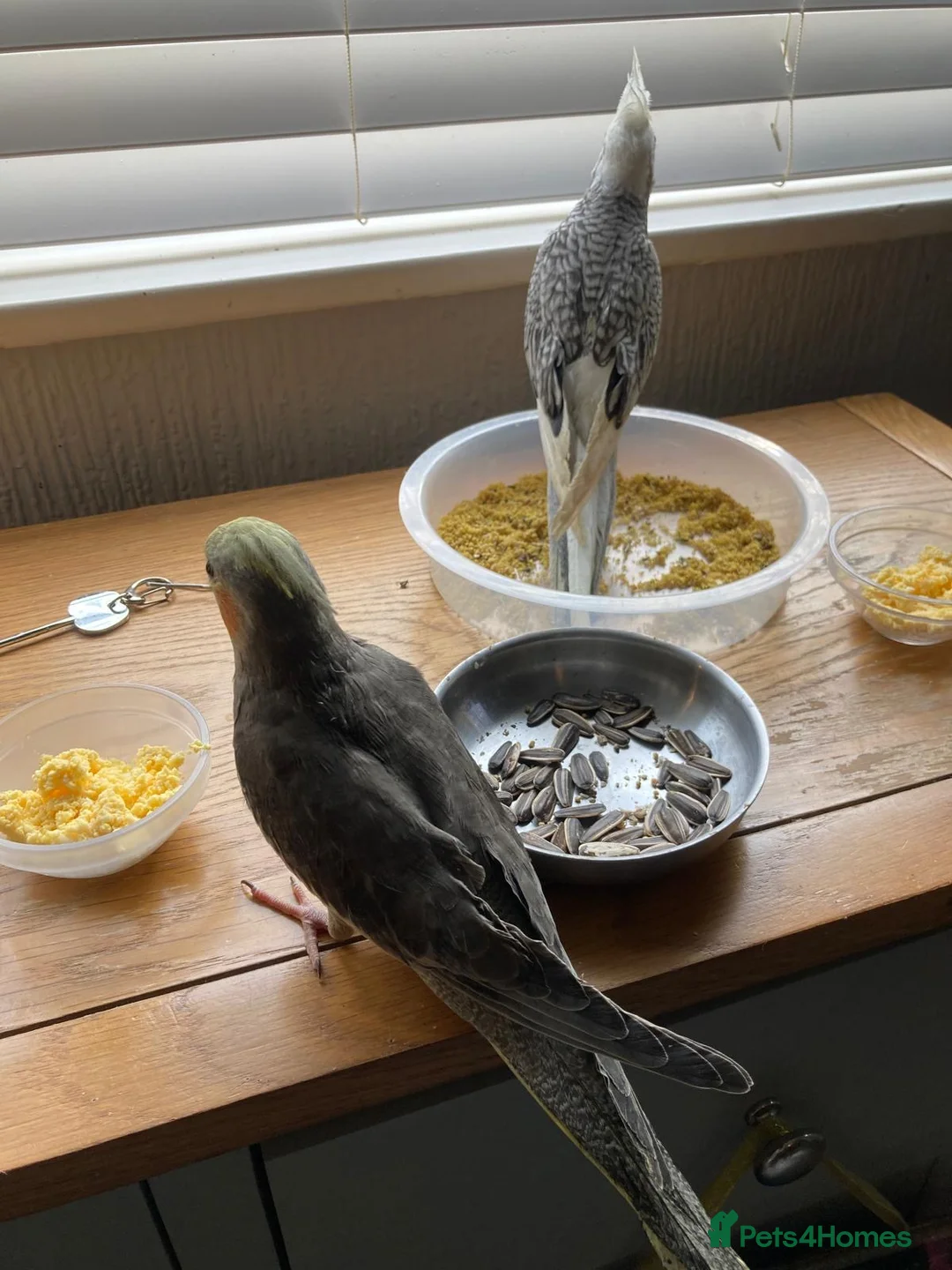 Cockatiels birds for sale: Hand reared and tamed baby cockatiels  - Advert 9