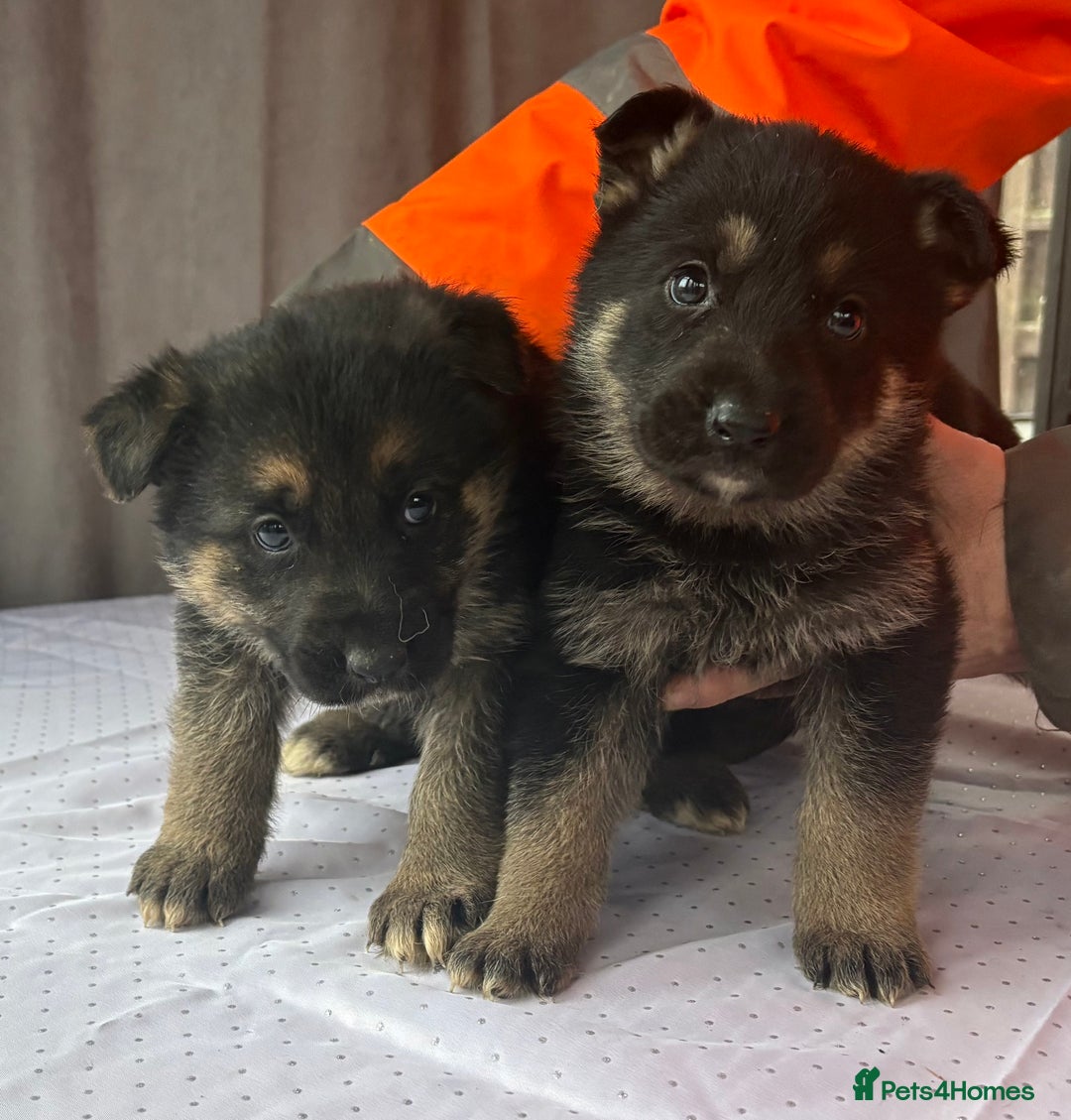 German Shepherd dogs for sale: German shepherd puppies - Advert 4