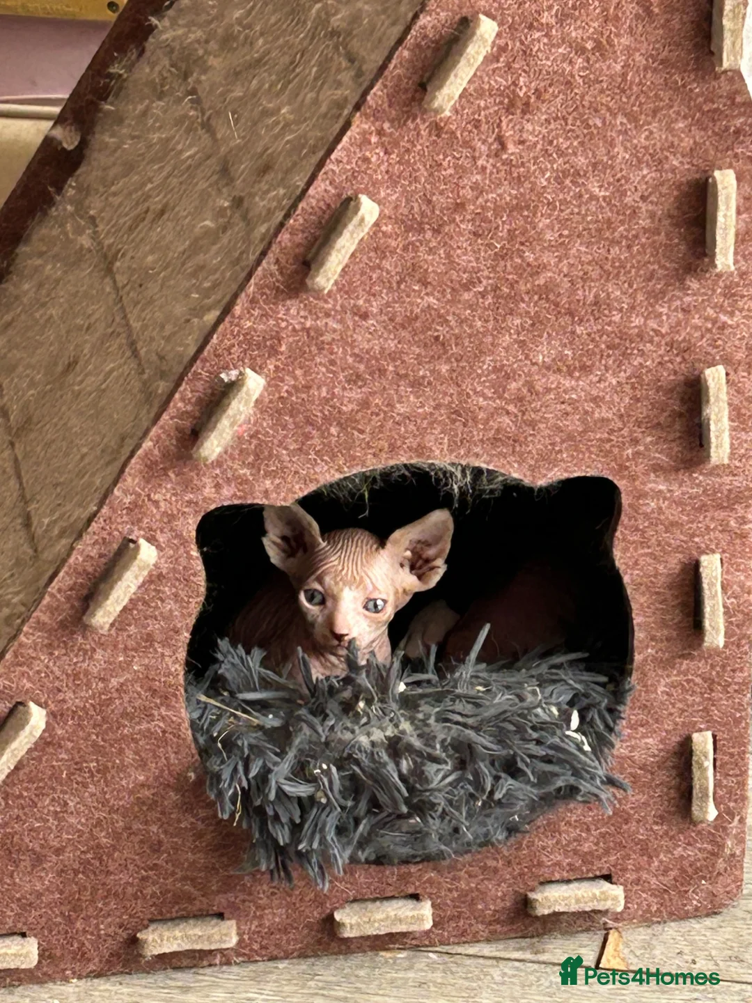 Sphynx cats for sale: 2 Sphynx kittens  - Advert 3