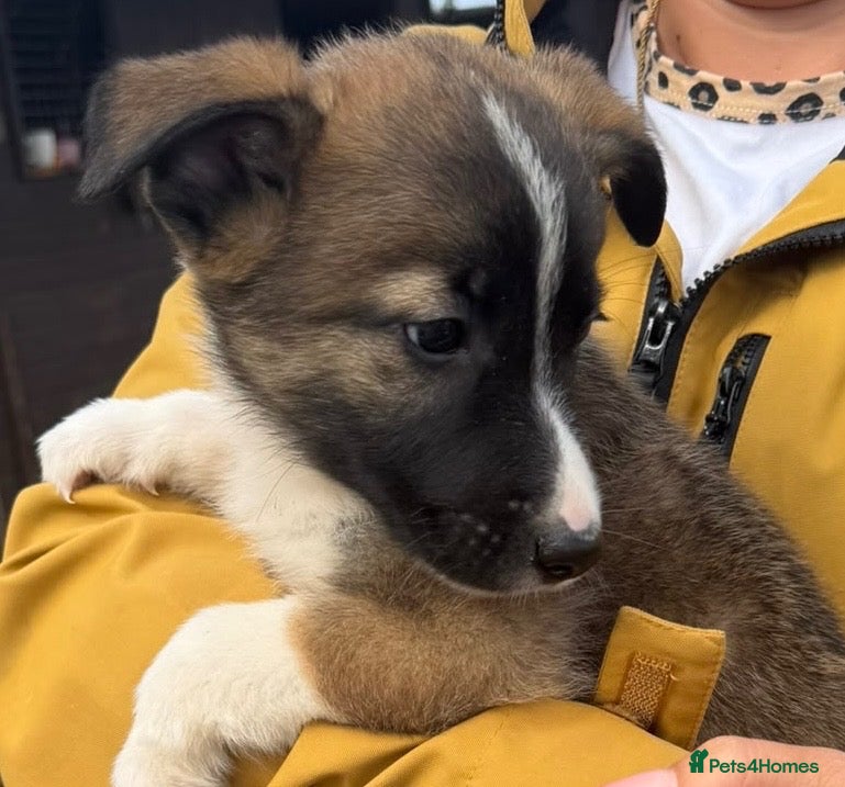 Mixed Breed dogs German shepherd x Belgian malinios puppy's  - Advert 1
