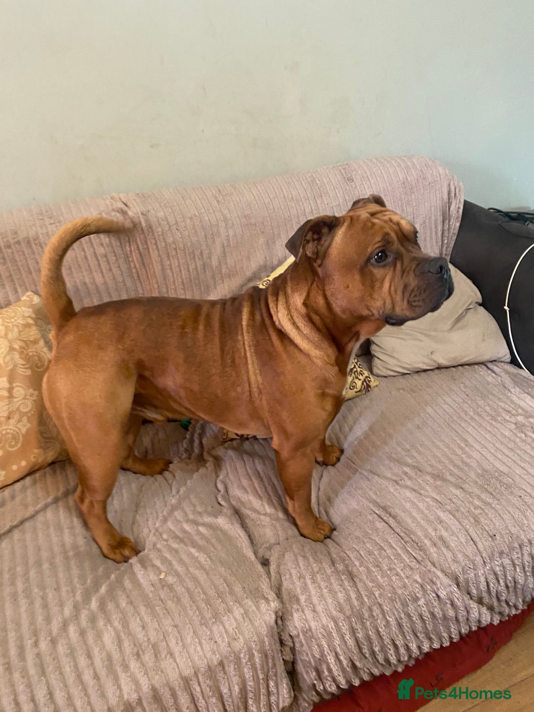 Mixed Breed dogs for sale: Staffy cross older English Tyme - Image 1