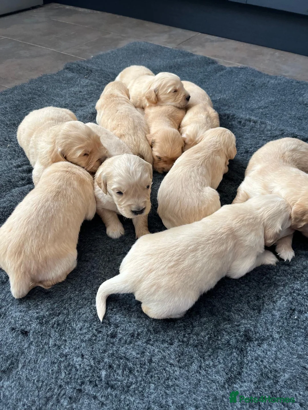 Golden Retriever dogs for sale: Kennel Club Health Tested Golden Retriever Puppies - Advert 13