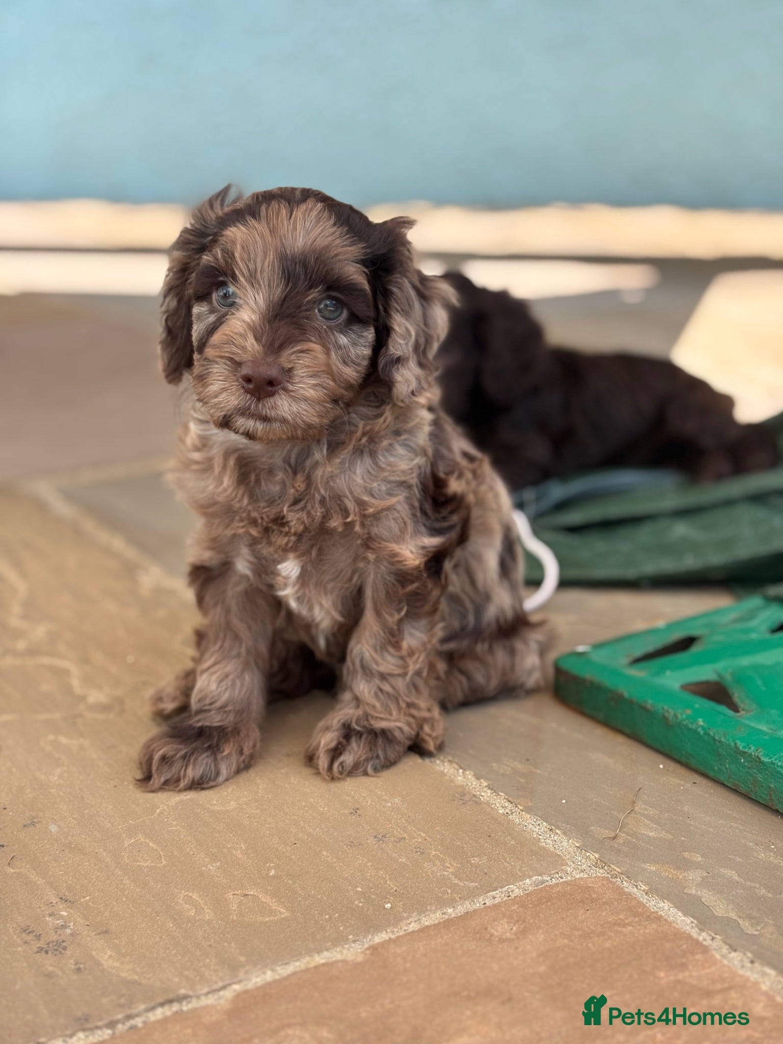 Cockapoo dogs Beautiful F1 cockapoos  - Advert 16