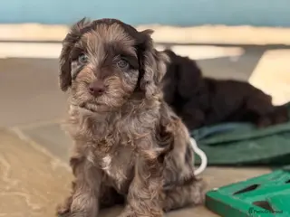Cockapoo dogs Beautiful F1 cockapoos - Advert 16