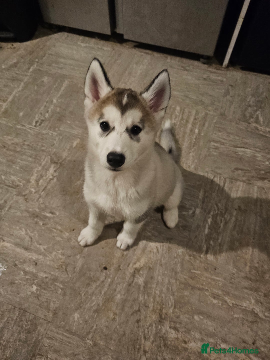 Siberian Husky dogs for sale: Husky girl looking for forever home - Advert 1