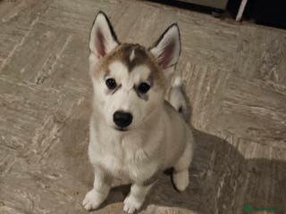 Siberian Husky dogs Husky girl looking for forever home - Advert 1