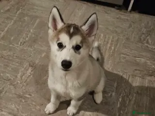 Siberian Husky dogs Husky girl looking for forever home - Advert 12