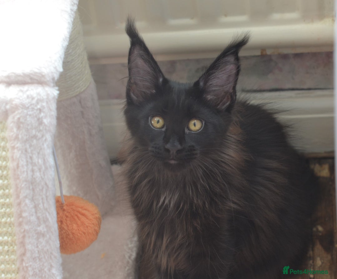 Maine Coon cats for sale: Tica Registered Maine Coon Kittens *ready now* - Image 15