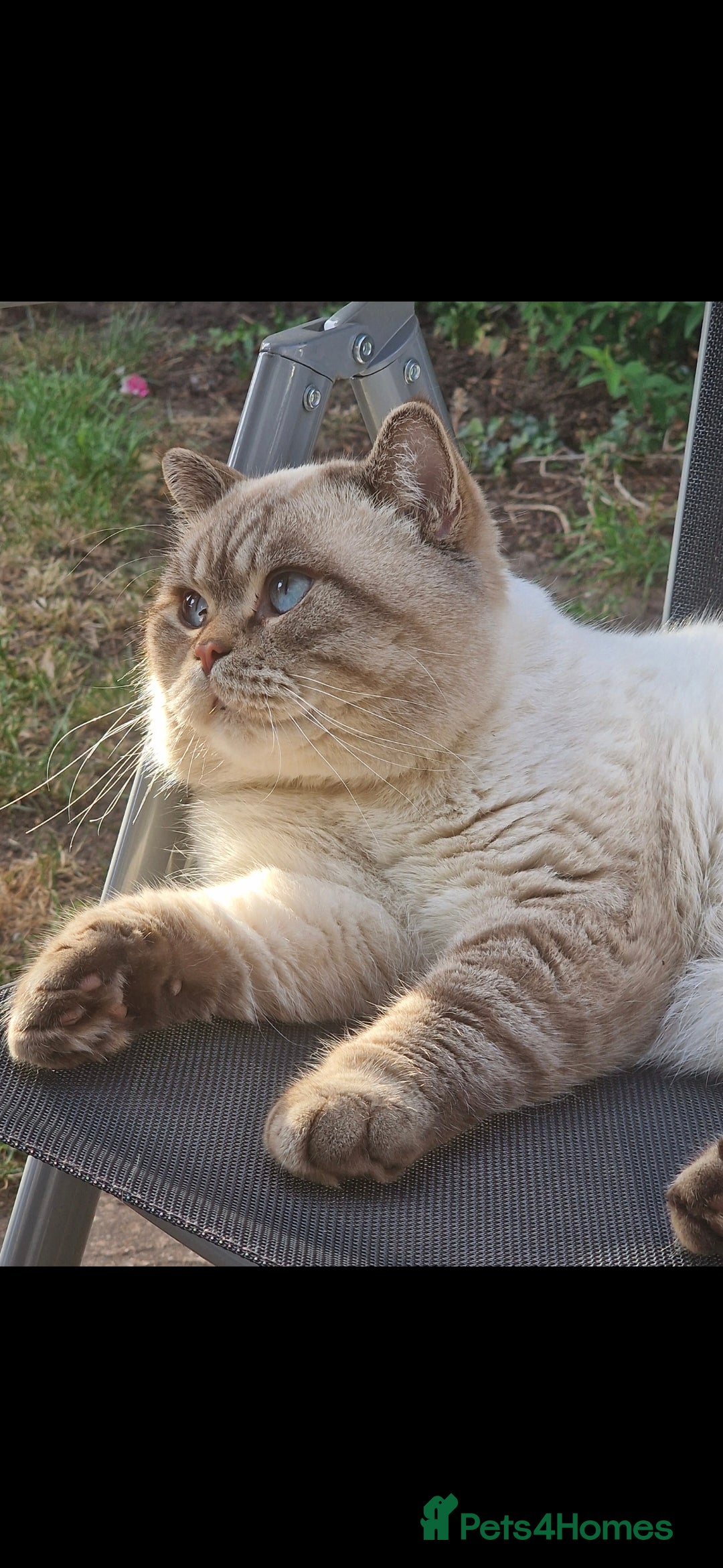 British Shorthair cats for sale: TICA registered BSH and BLH kittens - Advert 3