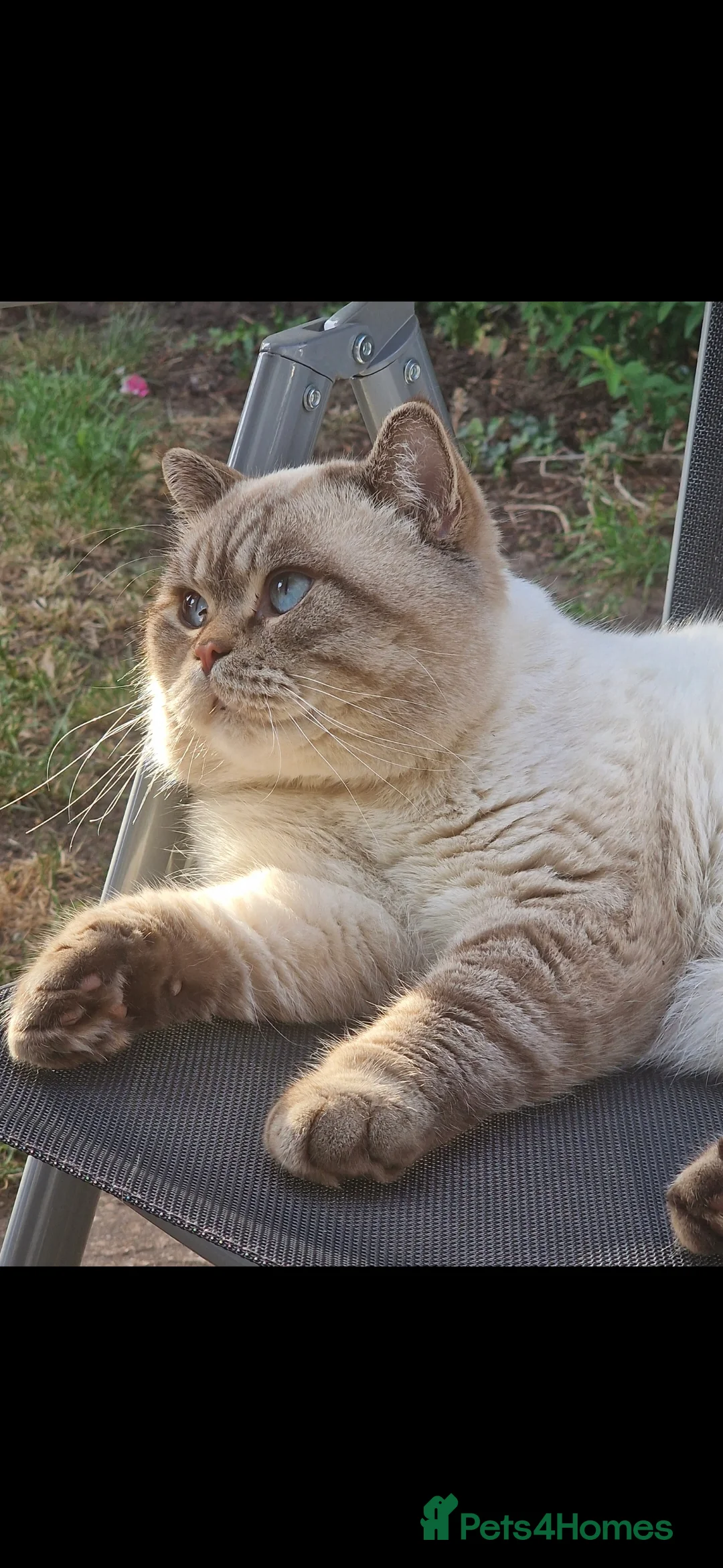 British Shorthair cats for sale: TICA registered British shorthair kittens - Advert 10