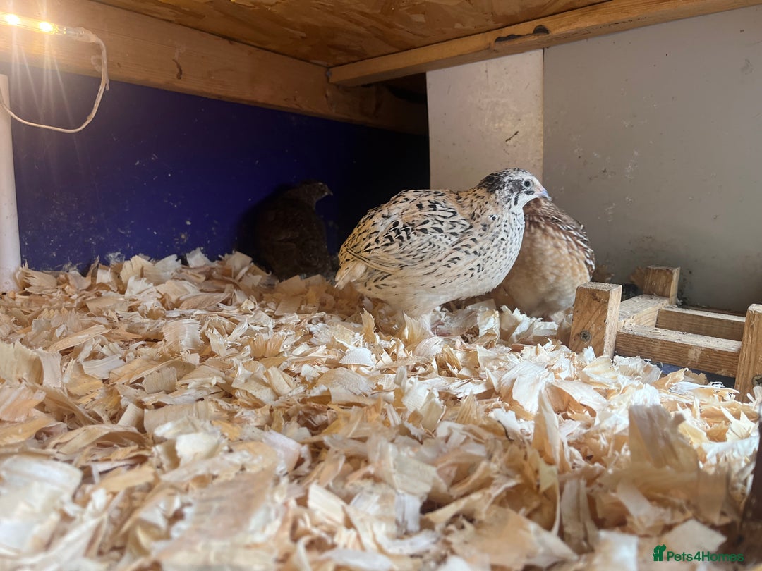 Quail poultry for sale: Mixture of Coturnix Quail - Image 5