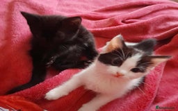 Mixed Breed cats for sale: Lovely kittens for lovely people.  - Image 2
