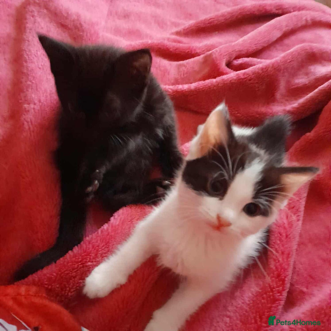 Mixed Breed cats for sale: Lovely kittens for lovely people.  - Image 2