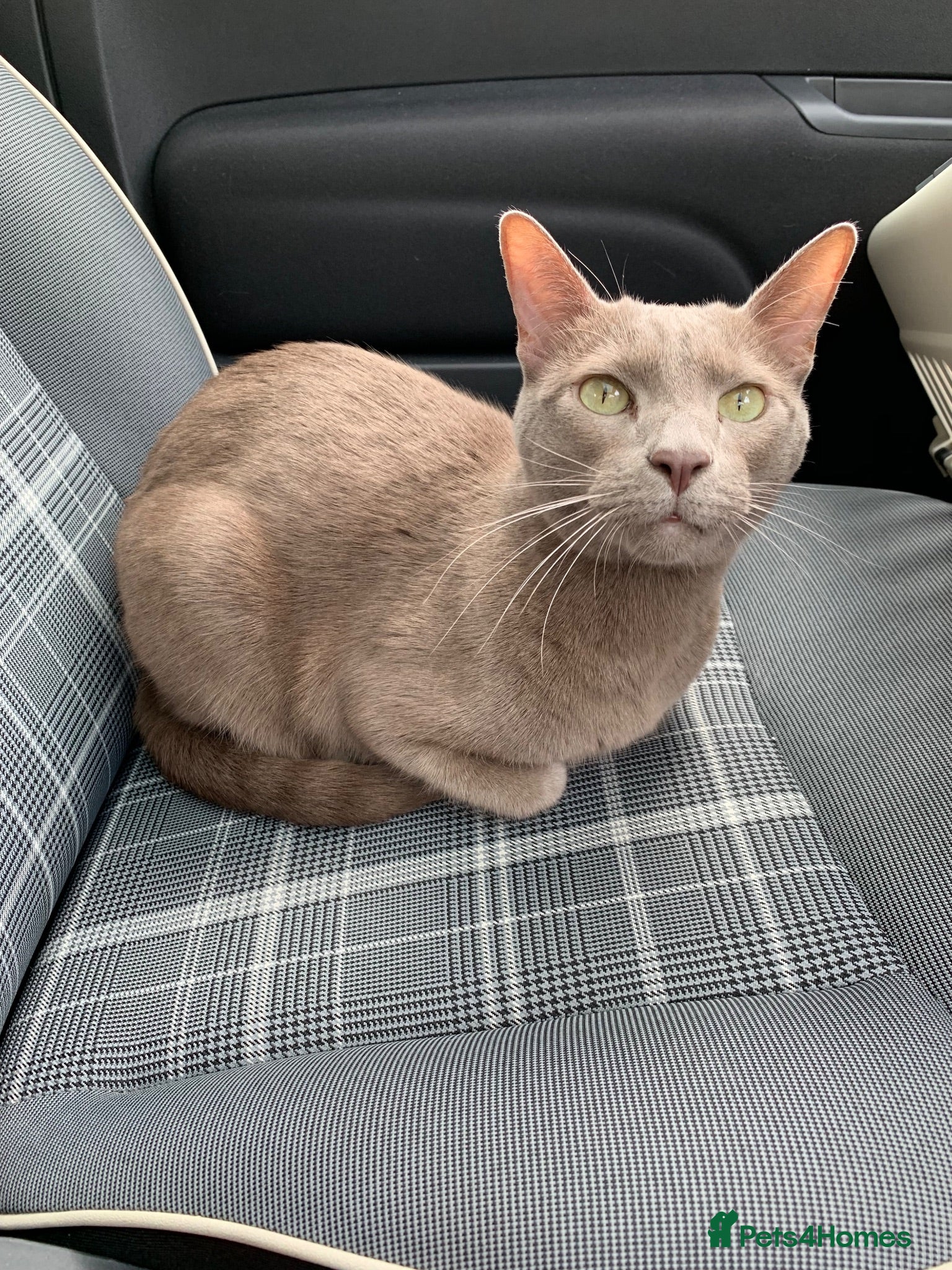 Oriental cats Siamese oriental boy for rehoming - Advert 5