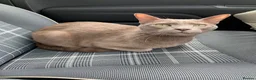 Oriental cats for sale: Siamese oriental boy for rehoming - Advert 1