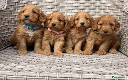 Cockapoo dogs for sale: 😍😍 F1 cockapoo puppies 😍😍 - Image 1