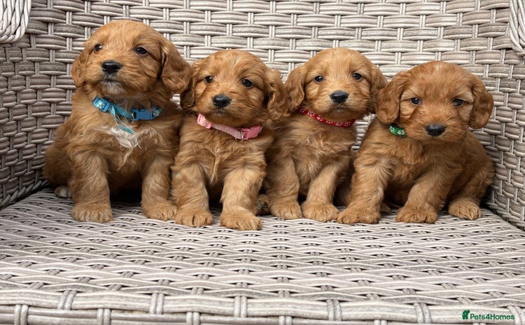 Cockapoo dogs - Advert 15