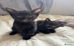 Russian Blue cats for sale: Beautiful kittens for loving homes  - Image 2