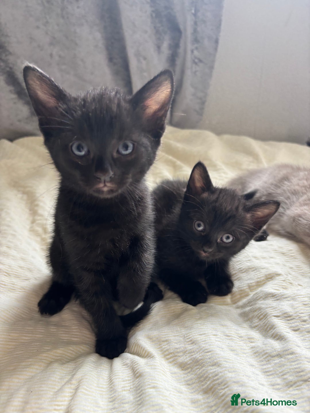 Russian Blue cats for sale: Beautiful kittens for loving homes  - Image 2