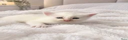 Mixed Breed cats for sale: Adorable fluffy kittens looking for loving family - Advert 27