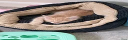 Maine Coon cats for sale: READY TO LEAVE PRICE REDUCTION  😻😻 - Advert 11