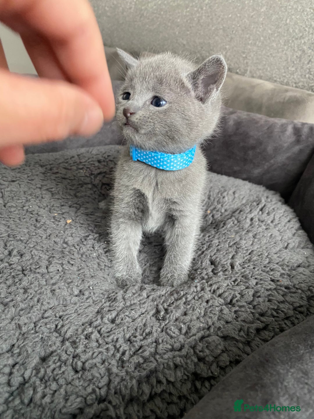Russian Blue cats for sale: Russian blue kittens  - Advert 18